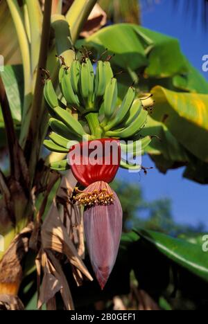 BRITISH VIRGIN ISLAND, TORTOLA È., ROADTOWN, BANANA, FIORI E FRUTTA Foto Stock