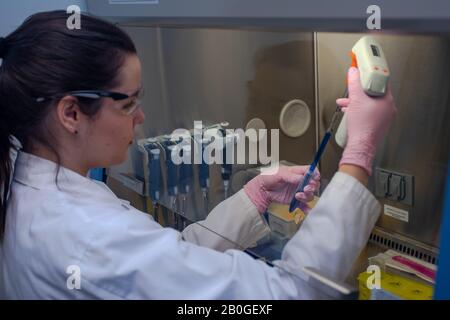 Ricercatore che lavora in laboratorio di biotecnologia Foto Stock
