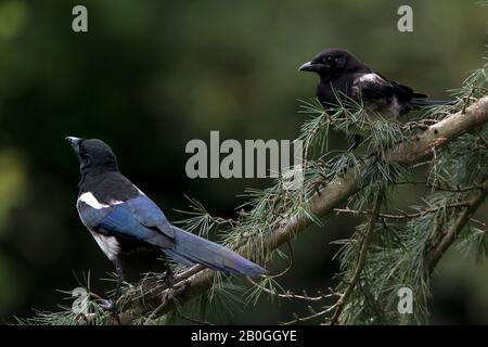 Magpie nero Fatturato o europeo Magpie, pica pica, Adulti in piedi su Branch, Normandia Foto Stock