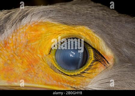 Segretario Bird, Sagittarius serpentarius, ravvicinata di un occhio Foto Stock
