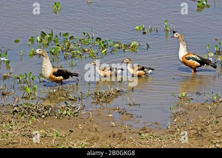 Oca Orinoco, neochen jubata, coppia con pulcini, Los Lianos in Venezuela Foto Stock