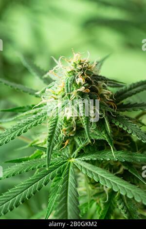 Macro Di Germogli Di Cannabis O Fiori Di Canapa Sulla Pianta Medica Di Marijuana 1 Mese Nella Fase Di Fioritura Foto Stock