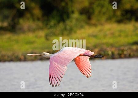 Roseatte Spoonbill, platalea ajaja, volo sopra Swamp, Los Lianos in Venezuela Foto Stock