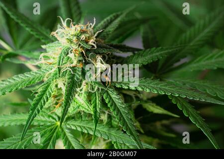 Macro Di Germogli Di Cannabis O Fiori Di Canapa Sulla Pianta Medica Di Marijuana 1 Mese Nella Fase Di Fioritura Foto Stock