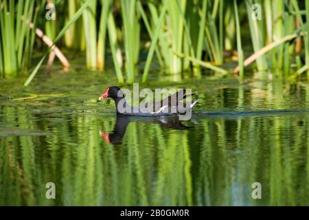 Moorhen comune o europeo Moorhen, gallinula cloropus, adulto in piedi sullo Stagno, Normandia Foto Stock