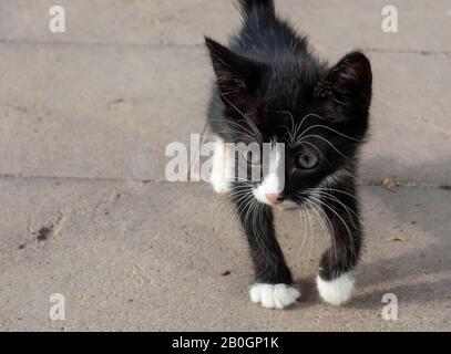 gattino randagio bianco e nero Foto Stock