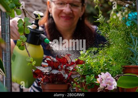 Donna gioiosa e anziana che si prende cura di piante domestiche. Focus sulle piante in primo piano. Hobby del giardiniere Foto Stock