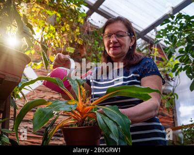 Una donna anziana sta annaffando le piante domestiche da una lattina d'irrigazione rosa. Lavoro sulla cura di piante domestiche Foto Stock