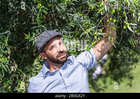 Uomo con un beretto che guarda e raccoglie olive verdi da un albero in una giornata di sole Foto Stock