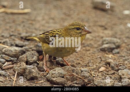Madagascar Fody (Foudia madagascariensis), adulto femmina di alimentazione in pista, ha introdotto specie Mauritius novembre Foto Stock