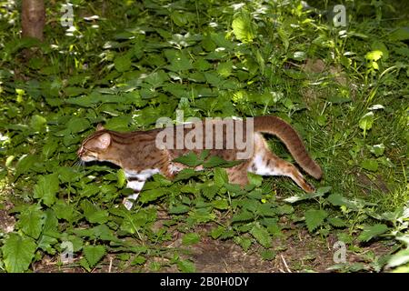 Rusty-Spotted Cat, Prionailurus rubiginosus Foto Stock