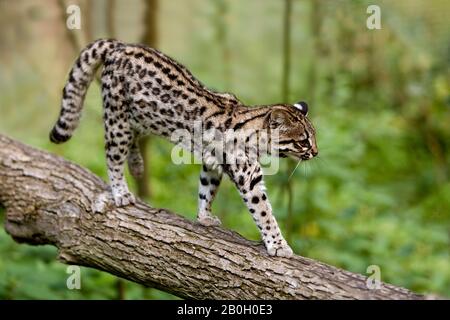 Tiger Cat o Oncilla, da leopardo tigrinus, passeggiate sul ramo Foto Stock