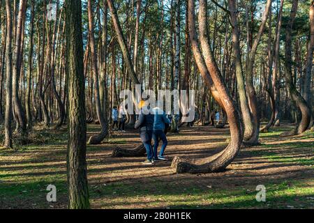 Nowe Czarnowo,Gmina Gryfino, Polonia - 8 febbraio 2020: Visitatori della famosa foresta a rogo Krzywy Las vicino a Gryfino in Polonia Foto Stock