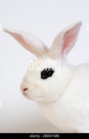 Hotot coniglio domestico, razza dalla Normandia Foto Stock