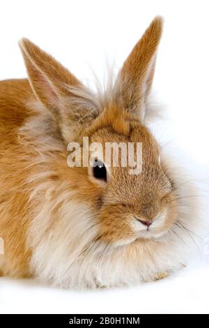 Red Dwarf Rabbit contro uno sfondo bianco Foto Stock