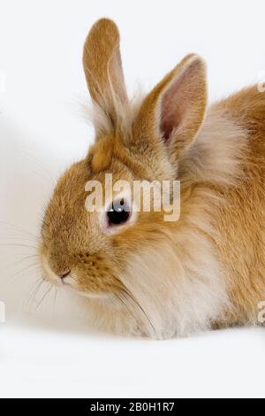 Red Dwarf Rabbit contro uno sfondo bianco Foto Stock