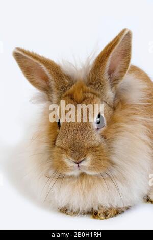 Red Dwarf Rabbit contro uno sfondo bianco Foto Stock