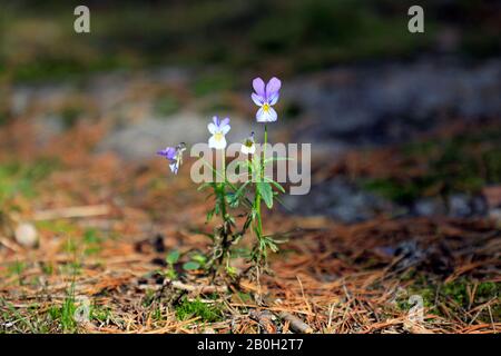 Wild Pansy, Viola tricolor, in crescita sul pavimento della foresta in una giornata di sole di fine settembre. Sfondo sfocato, fuoco sul fiore. Foto Stock