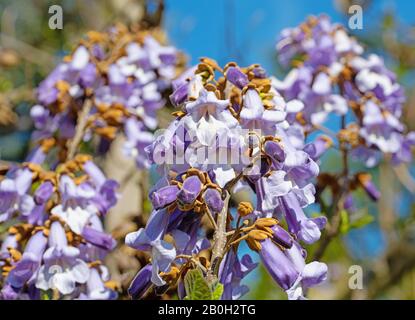 Albero imperatore in fiore, Paulownia tomentosa, in primavera Foto Stock