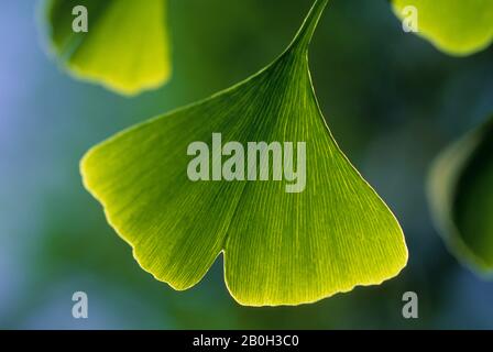 CILE, SANTIAGO, PRIMO PIANO DI FOGLIA DI ALBERO DI GINGKO Foto Stock