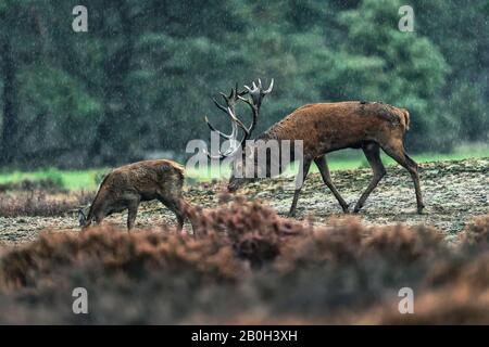 Cervo rosso inseguono femmina in un giorno di autunno piovoso. Foto Stock