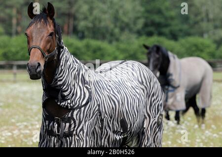 22.06.2019, Bruemmerhof, Bassa Sassonia, Germania - Cavallo in un pascolo con coperta di zebra. 00S190622D256CAROEX.JPG [RILASCIO MODELLO: NO, PROPRIETÀ Foto Stock