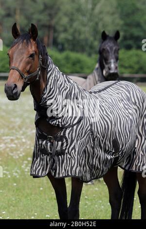 22.06.2019, Bruemmerhof, Bassa Sassonia, Germania - Cavallo in un pascolo con coperta di zebra. 00S190622D259CAROEX.JPG [RILASCIO MODELLO: NO, PROPRIETÀ Foto Stock