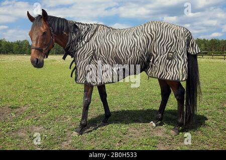 22.06.2019, Bruemmerhof, Bassa Sassonia, Germania - Cavallo in un pascolo con coperta di zebra. 00S190622D285CAROEX.JPG [RILASCIO MODELLO: NO, PROPRIETÀ Foto Stock