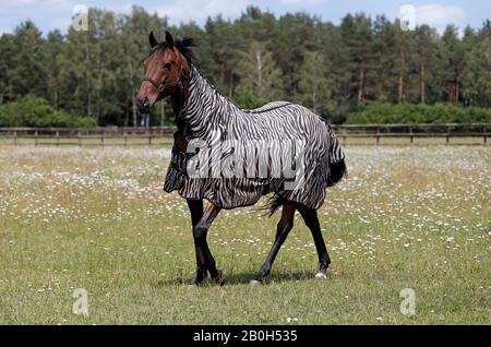 22.06.2019, Bruemmerhof, Bassa Sassonia, Germania - Cavallo in un pascolo con coperta di zebra. 00S190622D258CAROEX.JPG [RILASCIO MODELLO: NO, PROPRIETÀ Foto Stock