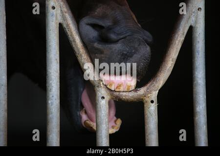 07.10.2019, Vogelsdorf, Brandenburg, Germania - Cavallino su un bar di ferro. 00S191007D517CAROEX.JPG [RILASCIO MODELLO: No, RILASCIO PROPRIETÀ: No (c) caro im Foto Stock