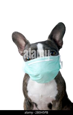 Ritratto di closeup del cane bello boston terrier pura razza blankspace, copyspace con maschera medico verde Foto Stock