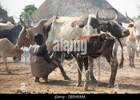 31.10.2019, Belinkum, Gambela, Etiopia - allevatore Di Bestiame del gruppo etnico etiope Nuer. In un villaggio tradizionale una mandria di bestiame si trova tra Foto Stock