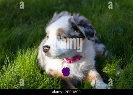 Pastore Australiano Puppy che si posa nell'erba. Foto Stock