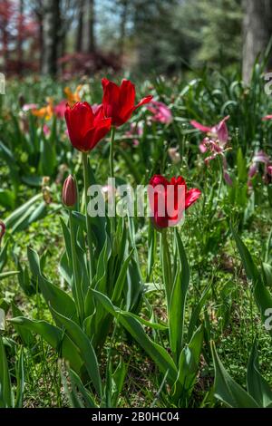 Tre tulipani rossi aperti fioriscono e un germoglio pronto ad aprirsi con altri tulipani misti sullo sfondo in una luminosa giornata di sole all'inizio della primavera Foto Stock