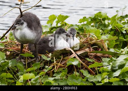 Pulcini di Coot, Fulica atra, sul nido Foto Stock