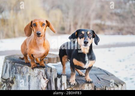 Due simpatici cani dachshund all'aperto. Ritratto di cani amabili in un parco nella stagione fredda invernale Foto Stock