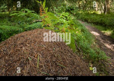 Wood Ant (Formica rufa) nidificano in un bosco misto nel Parco Nazionale di Exmoor, Somerset, Inghilterra. Foto Stock
