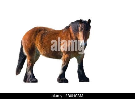 Ardennes bozza / bozza / carrello cavallo (Equus caballus) su sfondo bianco Foto Stock