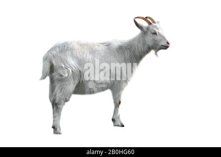 Capra fiamminga di razza belga (Capra hircus), Belgio Foto Stock