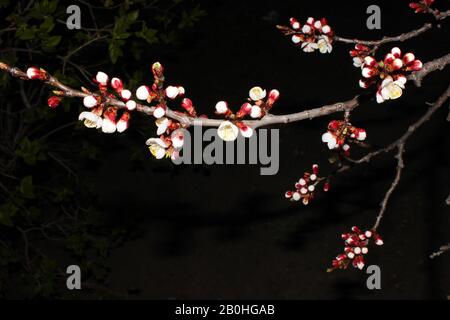 Primo piano fiore ciliegio su sfondo nero - immagine Stock. Gemme sakura giapponese in fiore su cielo scuro con spazio di copia. Foto Stock