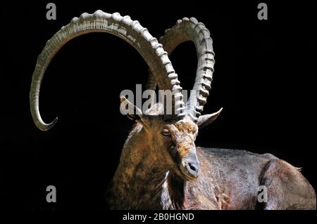 Primo piano ritratto di stambecco nubiano (Capra ibex nubiana) nativo di Israele, Giordania, Arabia Saudita, Oman, Egitto e Sudan su sfondo nero Foto Stock