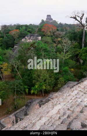 GUATEMALA, TIKAL, ZONA MUNDO PERDIDO, VISTA DEL TEMPIO IV Foto Stock