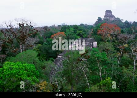 GUATEMALA, TIKAL, ZONA MUNDO PERDIDO, VISTA DEL TEMPIO IV Foto Stock