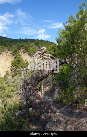 Alberi di pino e ginepro ai piedi del versante orientale della montagna Sokol nel canyon Anastasia vicino a Novy Svet (nuovo mondo) posizione, Crimea, Russia. Foto Stock