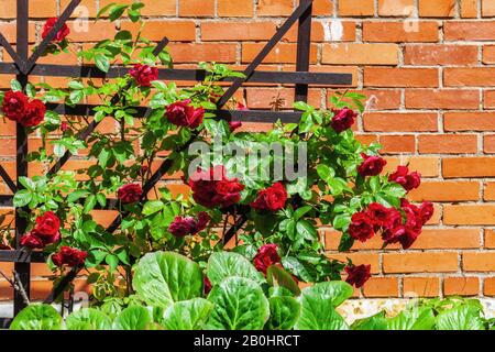 Decorativa rosone Bush con boccioli di fiori rossi luminosi e foglie verdi su un reticolo di legno contro un muro di mattoni rossi. Foto Stock