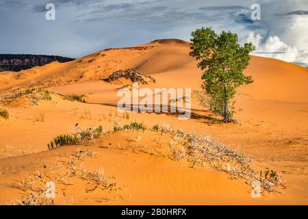 Fremont cottonwood Tree (Populus fremontii), gumache aka clotite di piante a dune, tramonto, Coral Pink Sand Dunes state Park, Utah, Stati Uniti Foto Stock