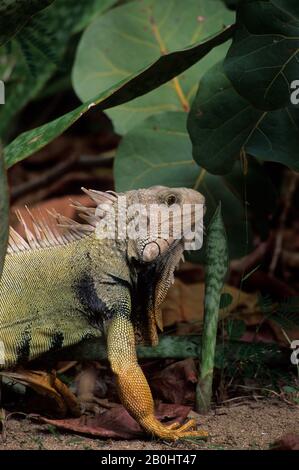 PUERTO RICO, RISERVA NATURALE LAS CABEZAS DE SAN JUAN, IGUANA, IGUANA IGUANA, MASCHIO Foto Stock