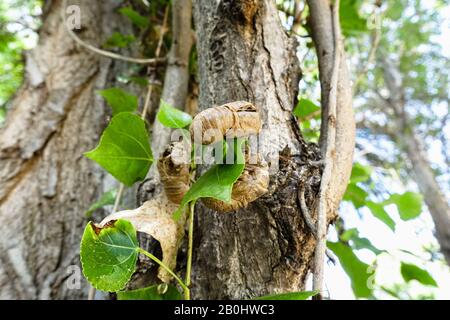 Le cicale, Cicadidae, modificare la loro pelle quando raggiungono la maturità e lasciare l'esoscheletro appesi ai rami di alberi, come altri insetti, s Foto Stock