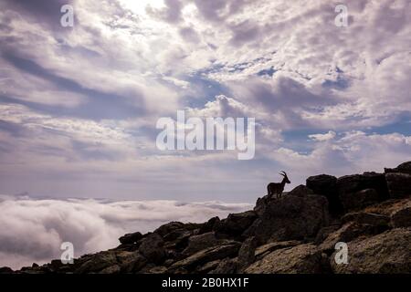 Silhouette di Capra ibex, pyrenaica, sulla cima di una scogliera rocciosa. Foto Stock