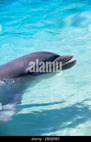 HONDURAS, ISOLE DELLA BAIA, ROATAN ISLAND, ANTHONY'S KEY RESORT, DOLPHIN ENCOUNTER, TURSIOPE DOLPHIN, CLOSEUP Foto Stock